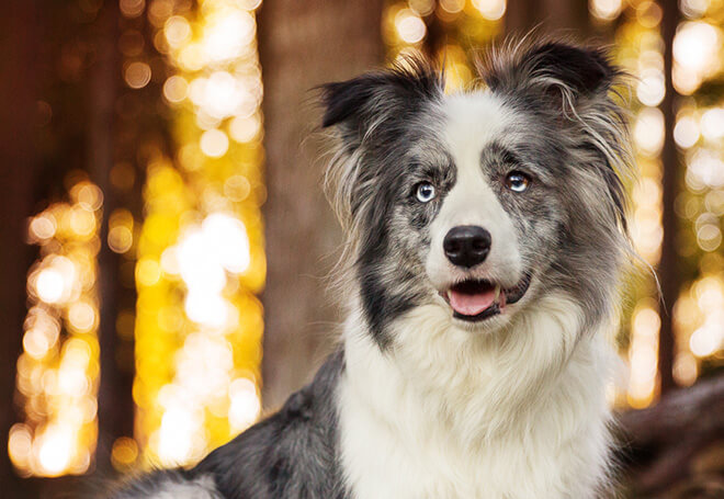 Бордер-колли мерль