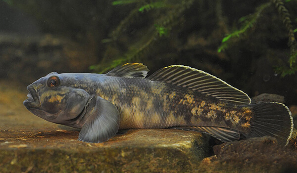 Фото: Так выглядит дубина