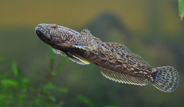 Фото: Морской бычок