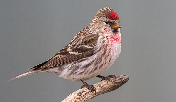 На фото: Птица, танцующая чечетку на ветке