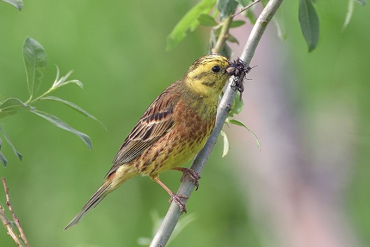 Обыкновенная овсянка: описание самца и самки, особенности питания и пения