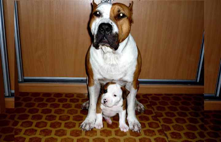 До полутора лет ваш питомец легко усваивает все уроки