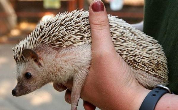Бытовое-еж-Содержание-и-уход-что-выбрать, преимущества-и-недостатки-ежа-в-доме-1