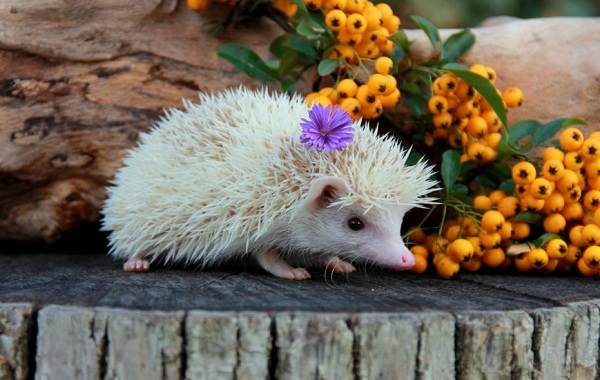 Дом-ежик-содержание-и-уход-что-выбрать-достоинства-и-недостатки-ежа-в-доме-11