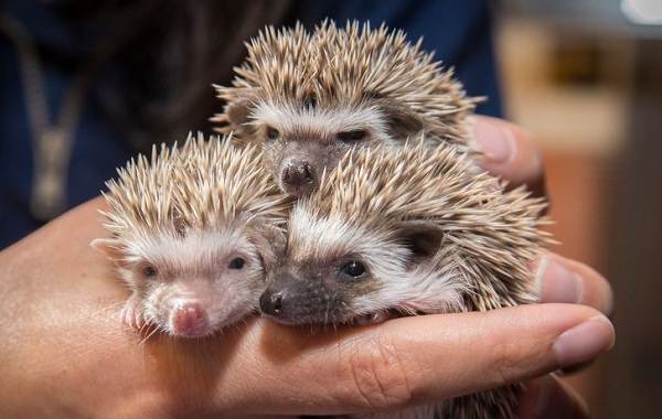 Содержание-и-уход-ежика-в-доме как-выбор-плюсы-и-недостатки-ежа-в-доме-14