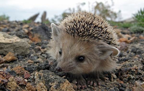 Содержание-и-уход-ежика-как-выбор-преимущества-и-недостатки-ежа-дома-6