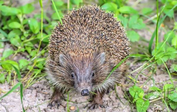 Содержание-и-уход-ежика-как-выбор-преимущества-и-недостатки-ежа-дома-7