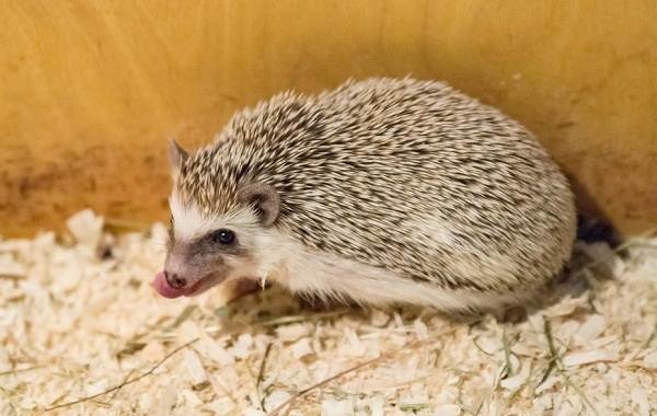 Содержание-и-уход-ежика в доме-как-выбор-преимущества-и-недостатки-ежа-в-доме-8