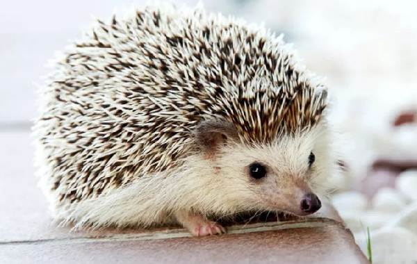 Содержание-и-уход-ежика-как-выбор-преимущества-и-недостатки-ежа-дома-9