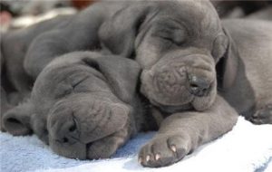 Знакомьтесь: мастиф неаполитано, флегматичный великан собачьего мира