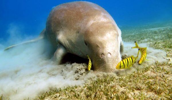 Foto: Dugong fra den røde boken