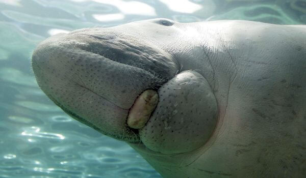 Фото: Обыкновенный дюгонь