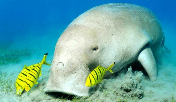 Foto: Dugong