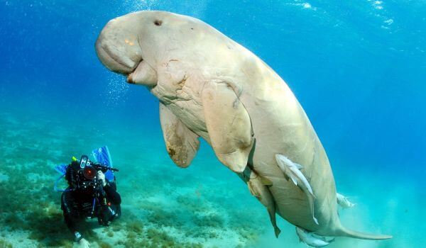 Foto: Hvordan en dugong ser ut</pre