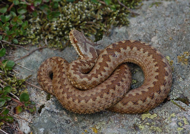 Описание змей Ростовской области