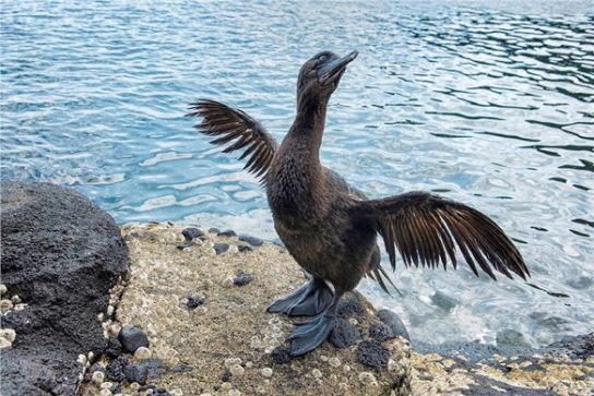 Какая птица ныряет глубже