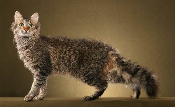 Гипоаллергенные-породы-кошек-Описание-названия-виды-и-фото-гипоаллергенных-кошек-10