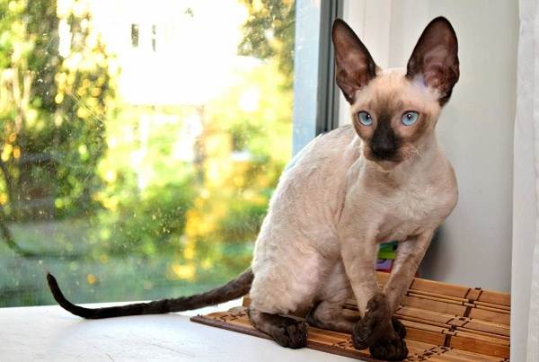 Гипоаллергенные-породы-кошек-Описание-названия-виды-и-фото-гипоаллергенных-кошек-12