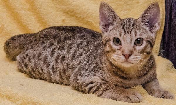 Гипоаллергенные-породы-кошек-Описание-названия-виды-и-фото-гипоаллергенных-кошек-7