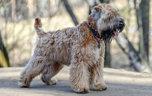Гипоаллергенные-породы-собак-Описание-названия-виды-и-фото-гипоаллергенных-пород-22