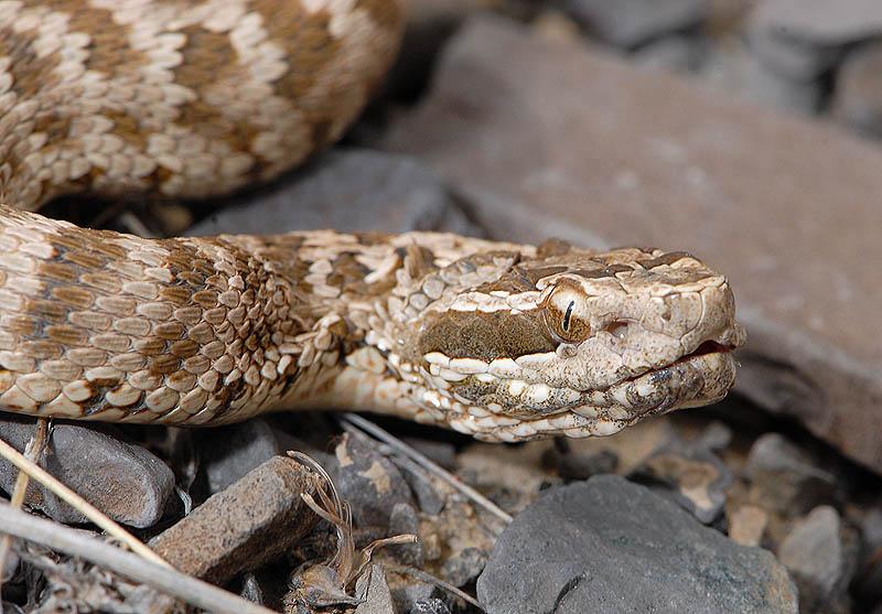 Описание змей Ростовской области