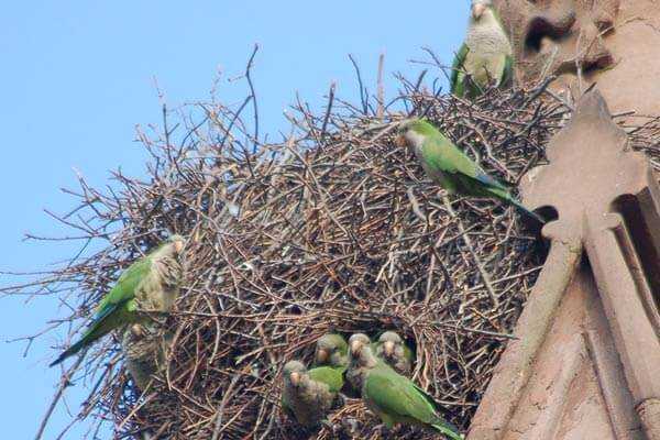 гнездо калита