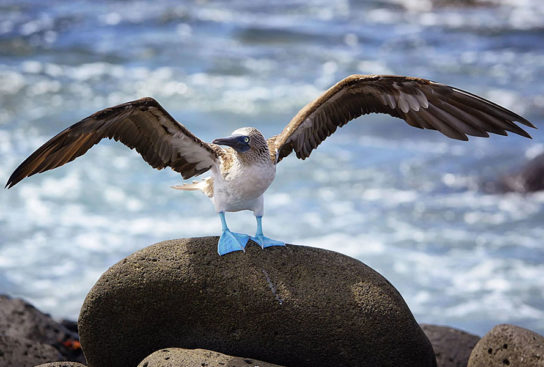 Северная олуша