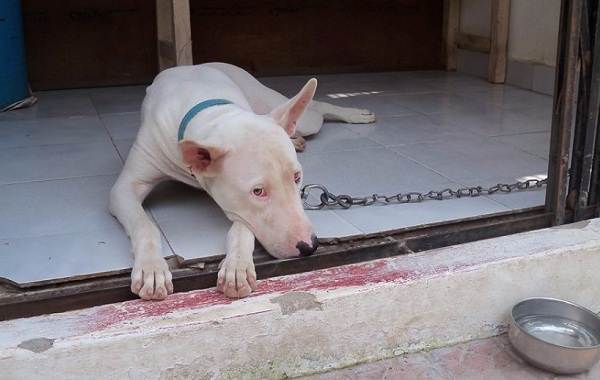 Гуль-донг-собака-Описание-особенности-виды-характер-и-цена-породы-гуль-донг-7