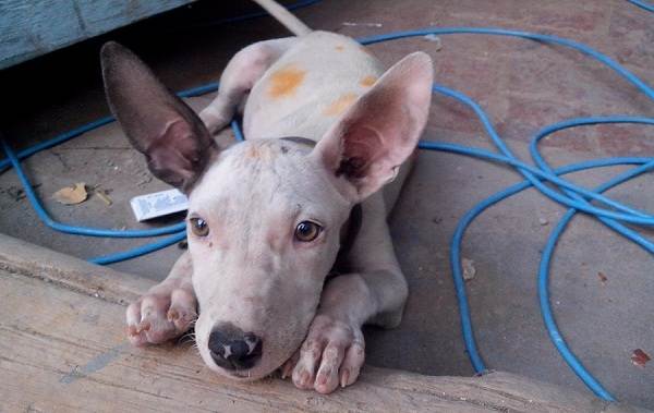 Гуль-донг-собака-Описание-особенности-виды-характер-и-цена-породы-гуль-донг-9