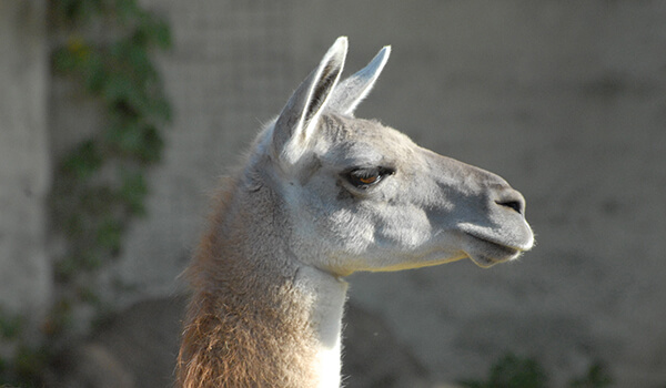 Фото: Гуанако альпака