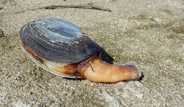 Фото: Моллюск-гидак