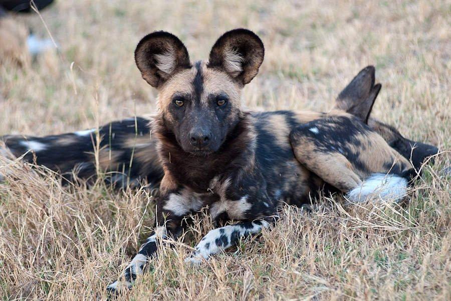 Редкие животные мира занесенные в красную книгу