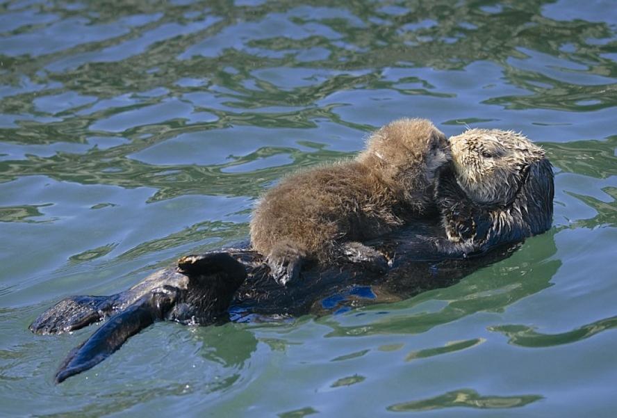 Редкие животные мира занесенные в красную книгу