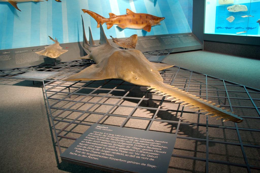 Редкие животные мира занесенные в красную книгу