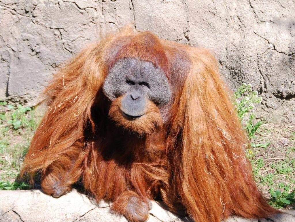 Редкие животные мира занесенные в красную книгу