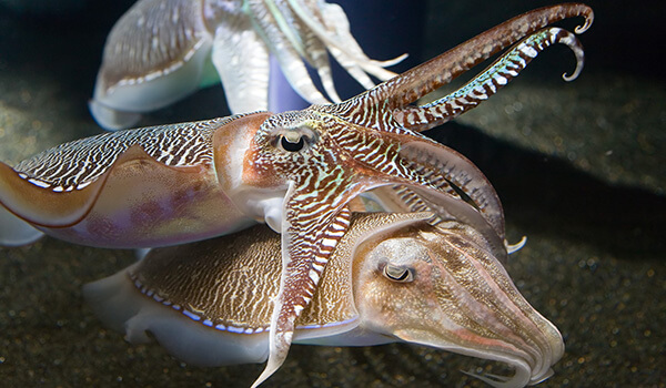 Фото: Кальмар-осьминог