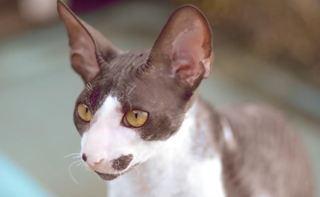 Корниш-рекс