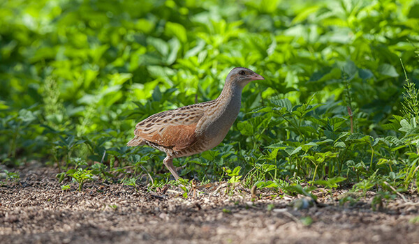 Фото: коростель в России