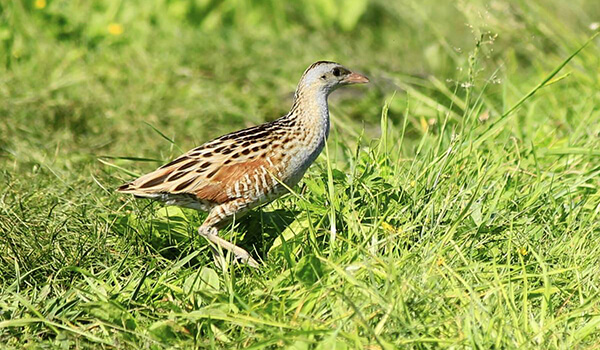 Фото: Как выглядит зерновая трещина