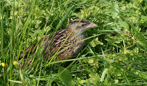 Фото: Корнкренкунге Фото: Корнкренкунге