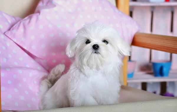 Красивые-породы-собак-Описание-названия-виды-и-фото-красивых-собак-15