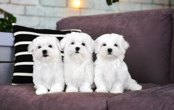 Красивые-породы-собак-Описание-названия-виды-и-фото-красивых-собак-16