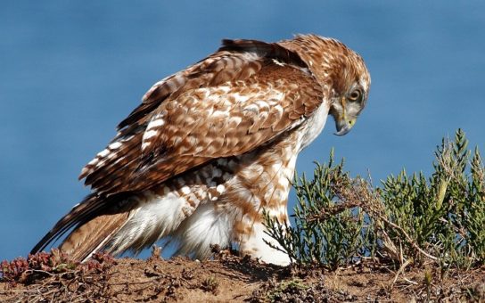 Животные Тайги