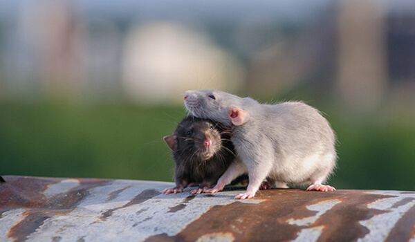 Фото: Мужчина и женщина Дамбо