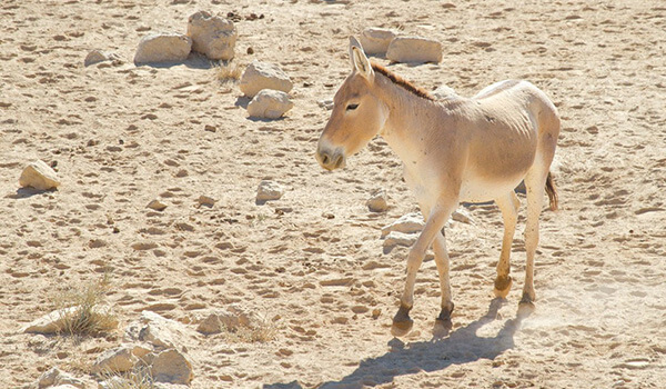 Фото: тибетский кулан