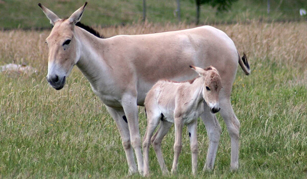 Фото: детеныш кулан
