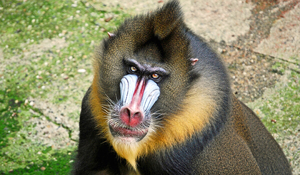 Фото: Бабуин Мандрил