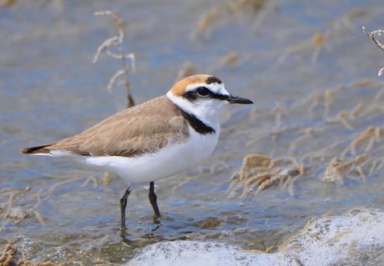 Какая птица ныряет глубже