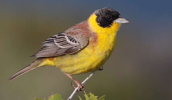 Фото: Так выглядит овсянка