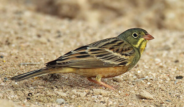 Фото: Так выглядит овсянка